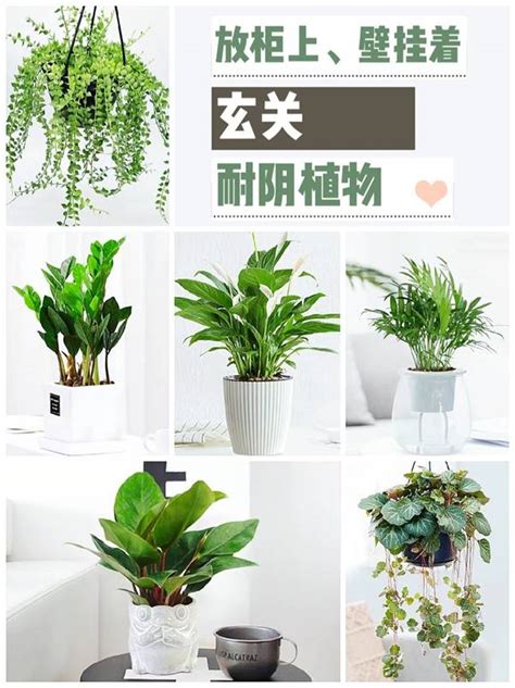 玄關植栽|玄關擺什麼植物：七種適合擺在玄關的植物，助你家和萬事興！